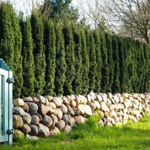 tis červený fastigiata Robusta, taxus baccata fastigiata robusta, tis červený, tis cerveny, taxus robusta, tis, tis obyčajný fastigiata robusta 100-120cm, taxus baccata fastigiata robusta