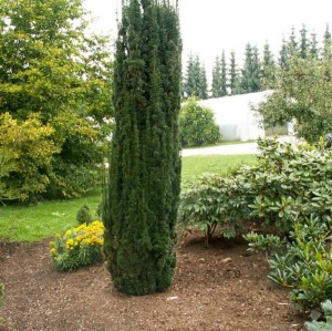 tis červený fastigiata Robusta, taxus baccata fastigiata robusta, tis červený, tis cerveny, taxus robusta, tis, tis obyčajný fastigiata robusta 100-120cm, taxus baccata fastigiata robusta