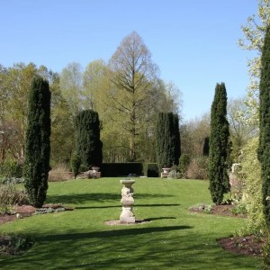 tis,fastigiata robusta,taxus baccata,ihličnany,živé ploty,stĺpovité rastliny