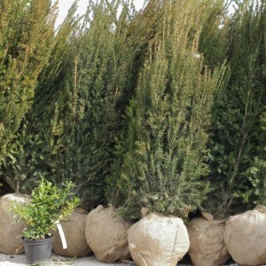 tis,overeynderi,stĺpovitý,ihličnany,živé ploty,okrasné dreviny