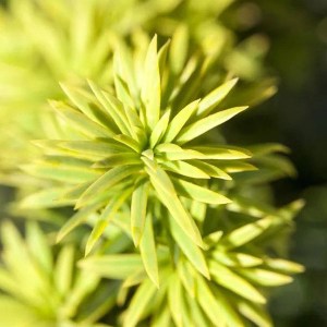 ts obyčajný washingtonii, taxus baccata washingtonii, tis obyčajný, tis, tis washingtonii, washingtonii