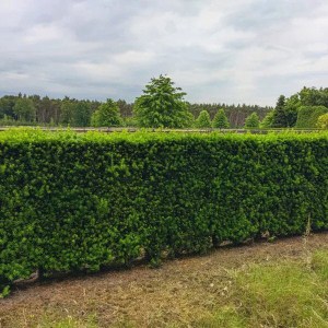 Tis prostredný hicksii, taxus media hicksii, tis prostredný, tis, taxus, tis hicksii