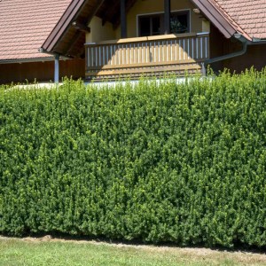 tis,hillii,taxus media,stĺpovitý,ihličnany,živé ploty,okrasné dreviny,tvarovanie,solitér