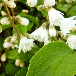 tojpuk drsný pride of rochester, deutzia scabra pride of rochester