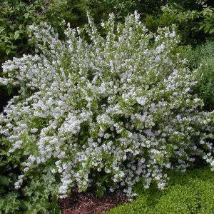 trojpuk štíhly, deutzia gracilis, trojpuk, deutzia, trojpuk stihly