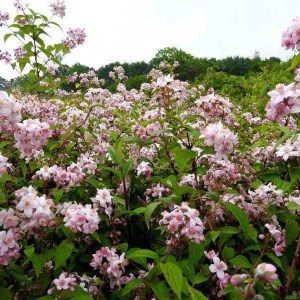 trojpuk veľkolepý mont rose, deutzia mont rose, trojpuk, trojpuk veľkolepý, trojpuk mont rose, deutzia