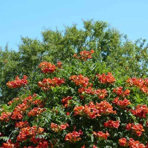 trúbkovec koreňujúci, campsis radicans, trúbkovec, campsis, trubkovec korenujuci