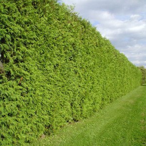 tuja západná brabant, thuja occidentalis brabant, tuja brabant, thuja brabant, brabant, tuja západná, tuja zapadna