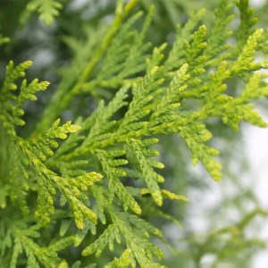 tuja západná brabant, thuja occidentalis brabant, tuja brabant, thuja brabant, brabant, tuja západná, tuja zapadna, tuja smaragd 180-200cm