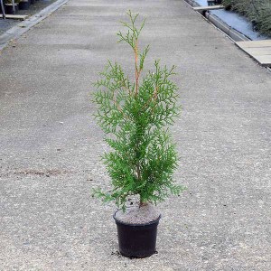 tuja západná brabant, thuja occidentalis brabant, tuja brabant, thuja brabant, brabant, tuja západná, tuja zapadna