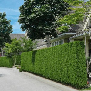 tuja západná brabant, thuja occidentalis brabant, tuja brabant, thuja brabant, brabant, tuja západná, tuja zapadna, tuja smaragd 180-200cm