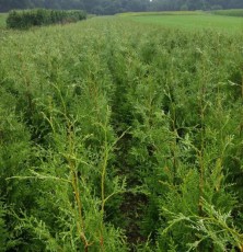 tuja západná brabant, thuja occidentalis brabant, tuja brabant, thuja brabant, brabant, tuja západná, tuja zapadna, tuja brabant 80-100cm