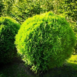 thuja danica, tuja danica, tuja západná, tuja zapadna, tuja, thuja, tuja západná danica 30-40cm, thuja occidentalis danica