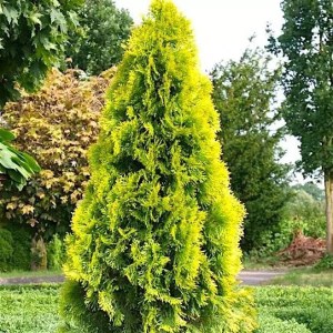 tuja západná smaragd zlatá, thuja occidentalis golden smaragd, tuja zlatá, tuja zlata, tuja golden smaragd, tuja zlatý smaragd, tuja zlaty smaragd, golden smaragd, tuja západná smaragd, tuja západná zlatý smaragd