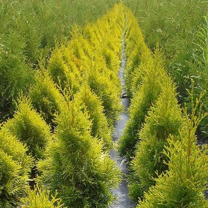 tuja západná smaragd zlatá, thuja occidentalis golden smaragd, tuja zlatá, tuja zlata, tuja golden smaragd, tuja zlatý smaragd, tuja zlaty smaragd, golden smaragd, tuja západná smaragd, tuja západná zlatý smaragd