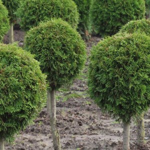 tuja západná smaragd na kmienku, tvar guľa, tuja smaragd na kmienku, tuja tvar guľa, tuja západná smaragd na kmienku, tvar guľa 180-200cm