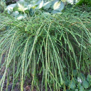 tuja riasnatá whipcord, thuja plicata whipcord, tuja riasnatá, tuja whipcord, whipcord