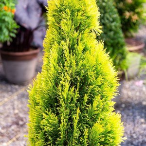 tuja riasnatá 4ever goldy, thuja plicata 4ever goldy, tuja forever goldy, tuja riasnatá, tuja 4 ever goldy, tuja 4ever goldy, thuja pliccata, tuja riasnatá 4ever goldy 40-60cm