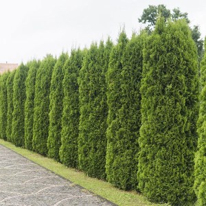 tuja západná smaragd 50-70cm, tuje smaragd 50-70cmcm, tuja smaragd 50-70cmcm, tuja smaragdová 50-70cm, thuja, tuja, tuje