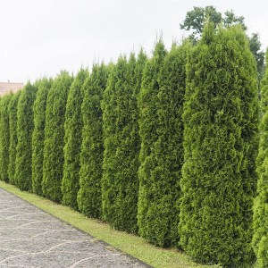 tuja západná smaragd 35-45cm, tuje smaragd 35-45cm, tuja smaragd 35-45cm, tuja smaragdová 35-45cm, thuja occidentalis smaragd, tuja smaragd