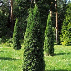 tuja západná smaragd, thuja occidentalis smaragd, tuja, tuja západná, tuja zapadna, tuja zapadna smaragd, tuja, tuje, tuja smaragd, thuja smaragd, tuja západná hromadné balenie, tuja zvýhodnené balenie, tuja, tuje, thuja