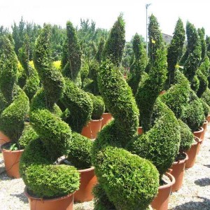 tuja západná smaragd špirála, thuja occidentalis smaragd spiral, tuja smaragd špirála, tuja špirála, tuja spiral