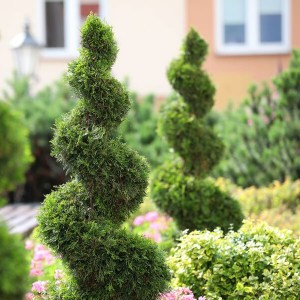 tuja západná smaragd špirála, thuja occidentalis smaragd spiral, tuja smaragd špirála, tuja špirála, tuja spiraltuja západná smaragd špirála, thuja occidentalis smaragd spiral, tuja smaragd špirála, tuja špirála, tuja spirala, tuja západná smaragd špirál