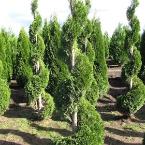 tuja západná smaragd špirála, thuja occidentalis smaragd spiral, tuja smaragd špirála, tuja špirála, tuja spiral