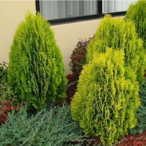 tuja východná aurea nana, thuja orientalis aurea nana, tuja východná aurea nana 40-60cm, tuja aurea nana