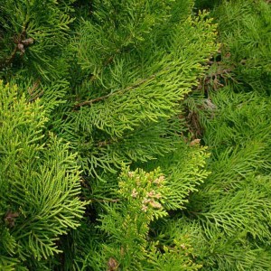 Tuja východná Aurea Nana. Thuja orientalis Pyramidalis Aurea. 