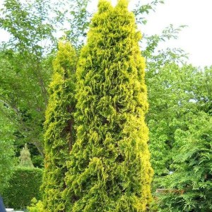 tuja západná aurescens, thuja occidentalis aurescens, tuja aurescens, aurescens, tuja západná, tuja zapadna aurescens, tuja západná aurescens 180-200cm