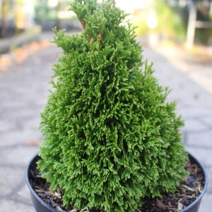 tuja,západná,Maks,Thuja occidentalis,ihličnany,stálezelené rastliny,živé ploty,solitér