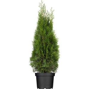 tuja západná smaragd, thuja occidentalis smaragd, tuja, tuja západná, tuja zapadna, tuja zapadna smaragd, tuja, tuje, tuja smaragd, thuja smaragd, tuja západná hromadné balenie, tuja zvýhodnené balenie