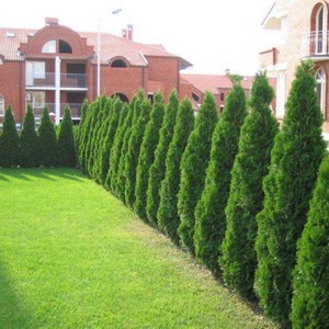 tuja západná smaragd 200-220cm, tuje smaragd 200-220cm, tuja smaragd 200-220cm, tuja smaragdová 200-220cm, tuje na živý plot