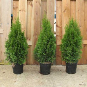 tuja západná smaragd 35-45cm balenie 100 kusov, tuje smaragd 35-45cm, tuja smaragd 35-45cm, tuja smaragdová 35-45cm balenie 100 kusov, thuja occidentalis smaragd, tuja smaragd