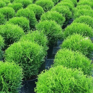 tuja západná tiny tim 50-70cm, thuja occidentalis tiny tim, tuja tiny tim, tuja guľa