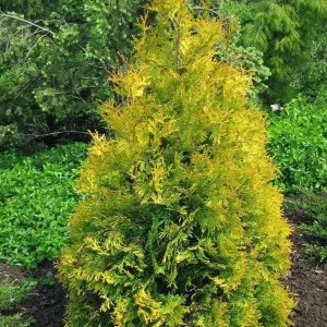 tuja západná yellow ribbon, thuja occidentalis yellow ribbon, tuja yellow ribon, yellow ribbon, thuja, tuja, žltá tuja, tuja západná yellow ribbon 140-160cm