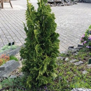 tuja západná zmatlik, thuja occidentalis zmatlik, thuja zmatlik, zmatlik