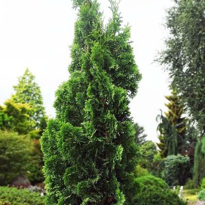 tuja západná zmatlik, thuja occidentalis zmatlik, thuja zmatlik, zmatlik