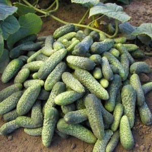 uhorka chantal, uhorky chantal, uhorka, uhorky, sadenice uhoriek, sadenice uhorky, cucumis sativus l, chantal, cucumis