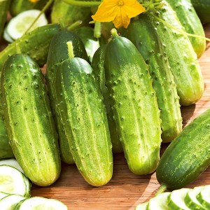 uhorka regina, uhorky regina, uhorka, uhorky, sadenice uhoriek, sadenice uhorky, regina, cucumis sativus l, cucumis, cucumis sativus