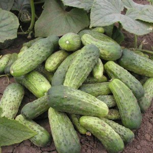 uhorka regina, uhorky regina, uhorka, uhorky, sadenice uhoriek, sadenice uhorky, regina, cucumis sativus l, cucumis, cucumis sativus