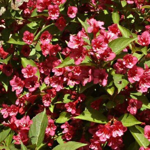 vajgela bristol ruby, weigela bristol ruby, weigela, vajgela, vajgela ruby