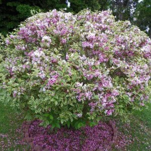 vajgela ružová, weigela florida nana variegata, vajgela floridska, vajgela, weigela, weigela ruzova