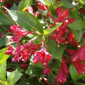 vajgela floridská red prince, weigela florida red prince, vajgela floridska, vajgela, weigela, weigela florida red prince