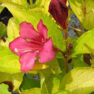 vajgela jeans gold, weigela jeans gold, weigela, vajgela, vajgela jeans gold