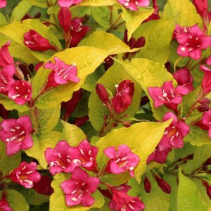 vajgela jeans gold, weigela jeans gold, weigela, vajgela, vajgela jeans gold