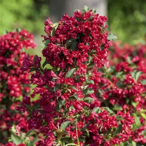 vajgela floridská red prince, weigela florida red prince, vajgela floridska, vajgela, weigela, weigela florida red prince