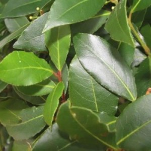 vavrín pravý, bobkový list, laurus nobilis, vavrín, bobkovy list, laurus