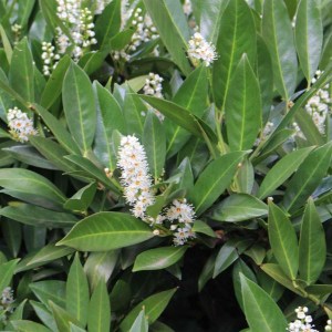 vavrínovec lekársky caucasica, prunus laurocerasus caucasica, vavrínovec, vavrinovec, vavrinovec lekarsky, prunus laurocerasus